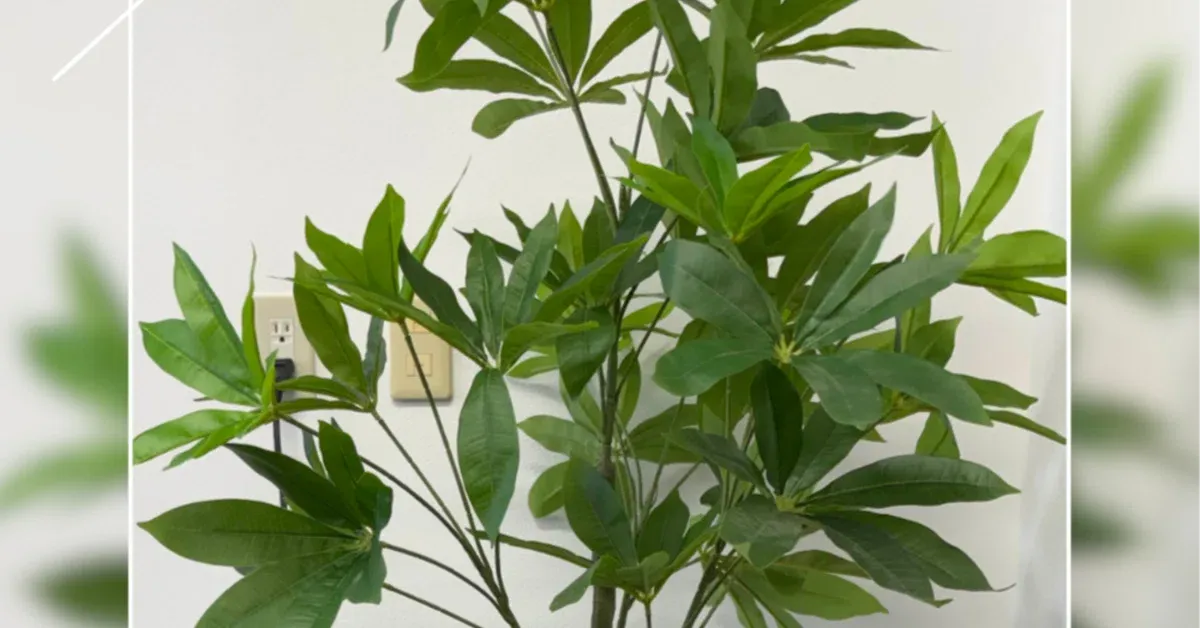 観葉植物はオフィスに置けば置くほど良いです。